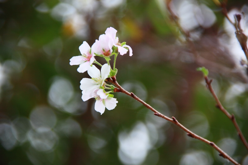 四季桜開花 (800x533)