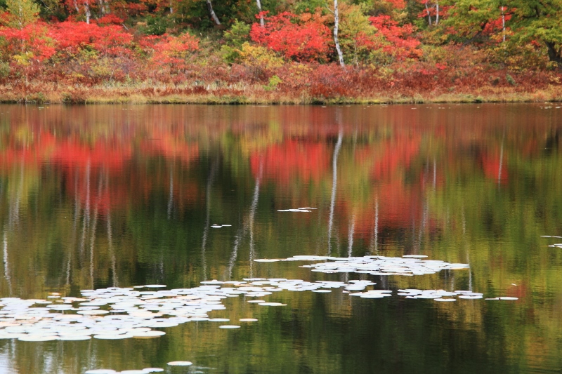 志賀高原：丸池の紅葉 (800x533)