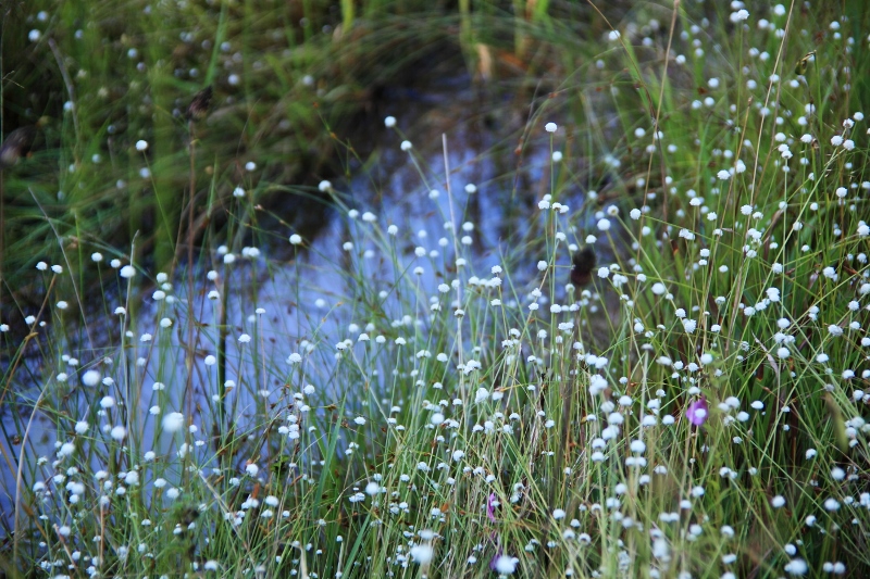 矢並湿地の水源とシラタマホシクサ (800x533)