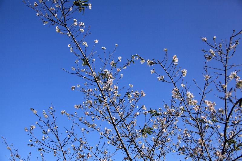 四季桜 (800x533)