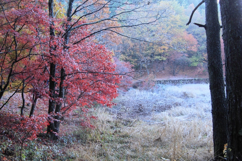タカドヤ湿地の紅葉 (800x533)